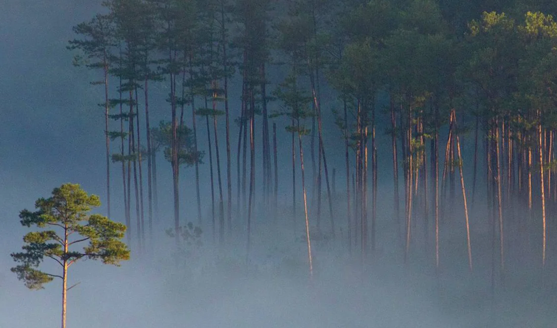 Troncos de árboles en un bosque entre niebla, imagen referencial