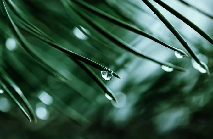 Detalle referencial de acículas de pino con gotas de agua